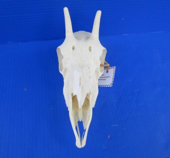 Real Female Springbok Skull with 8-1/8 inches Horns for $59.99