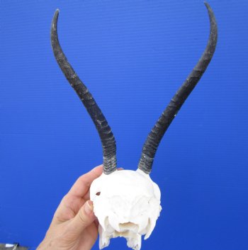 Real Female Springbok Skull with 8-1/8 inches Horns for $59.99