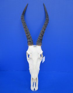 African Blesbok Skull with 14-1/4 inches Horns (few small patches) for $79.99