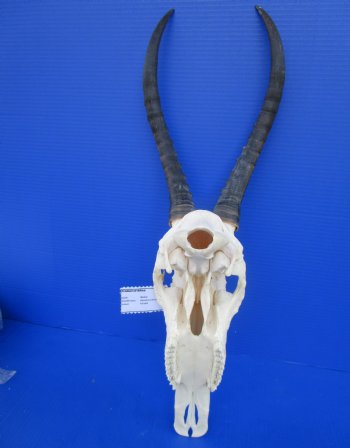African Blesbok Skull with 14-1/4 inches Horns (few small patches) for $79.99