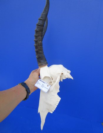 African Blesbok Skull with 14-1/4 inches Horns (few small patches) for $79.99