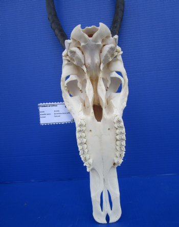 African Blesbok Skull with 14-1/4 inches Horns (few small patches) for $79.99