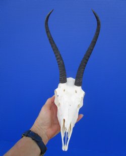 African Female Springbok Skull with 9-1/4 inches Horns for $64.99