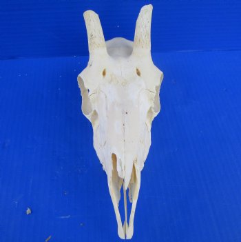 African Female Springbok Skull with 9-1/4 inches Horns for $55.99