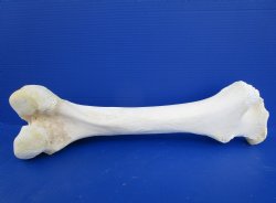 20-1/2 inches Giraffe Femur Leg Bone for $69.99
