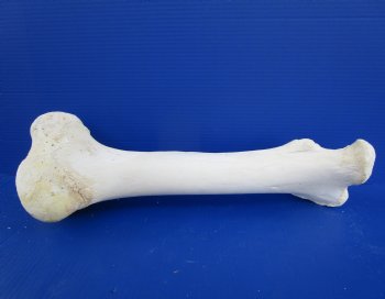 20-1/2 inches Giraffe Femur Leg Bone for $69.99