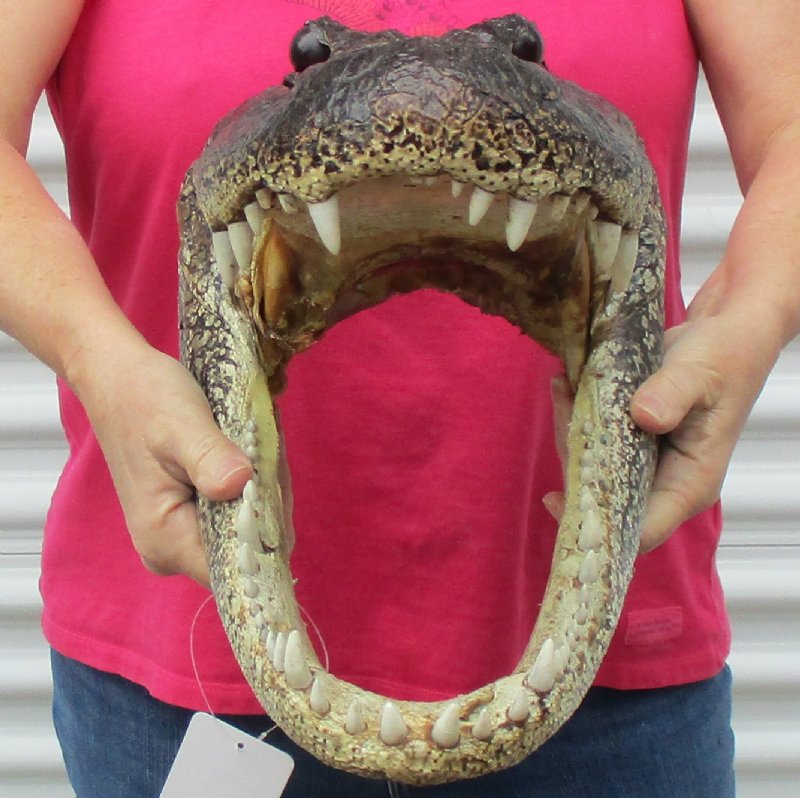 18 inches Large Louisiana Alligator Head for Sale from an 11 foot gator