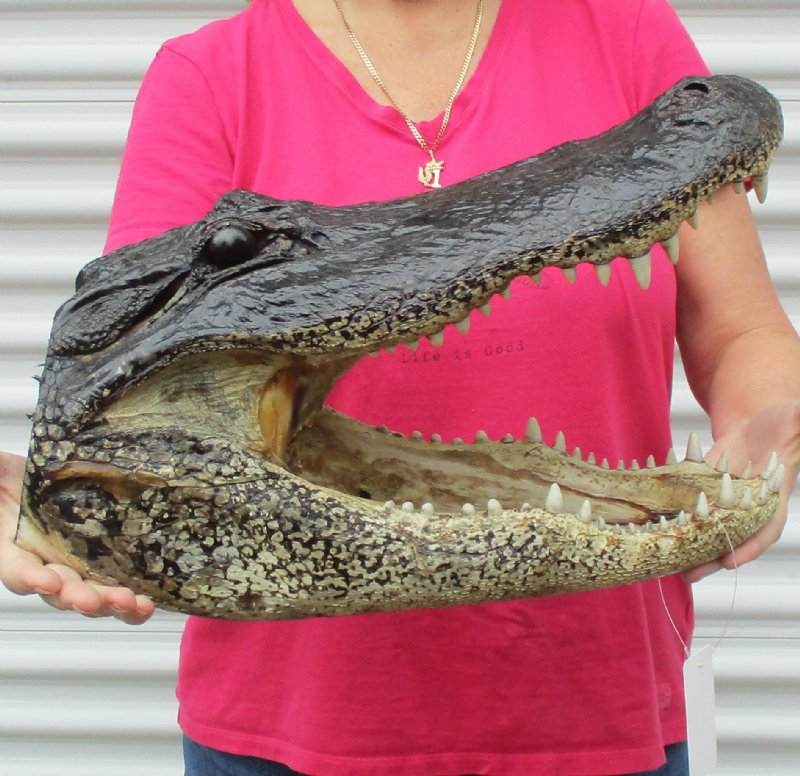 18 inches Large Louisiana Alligator Head for Sale from an 11 foot gator