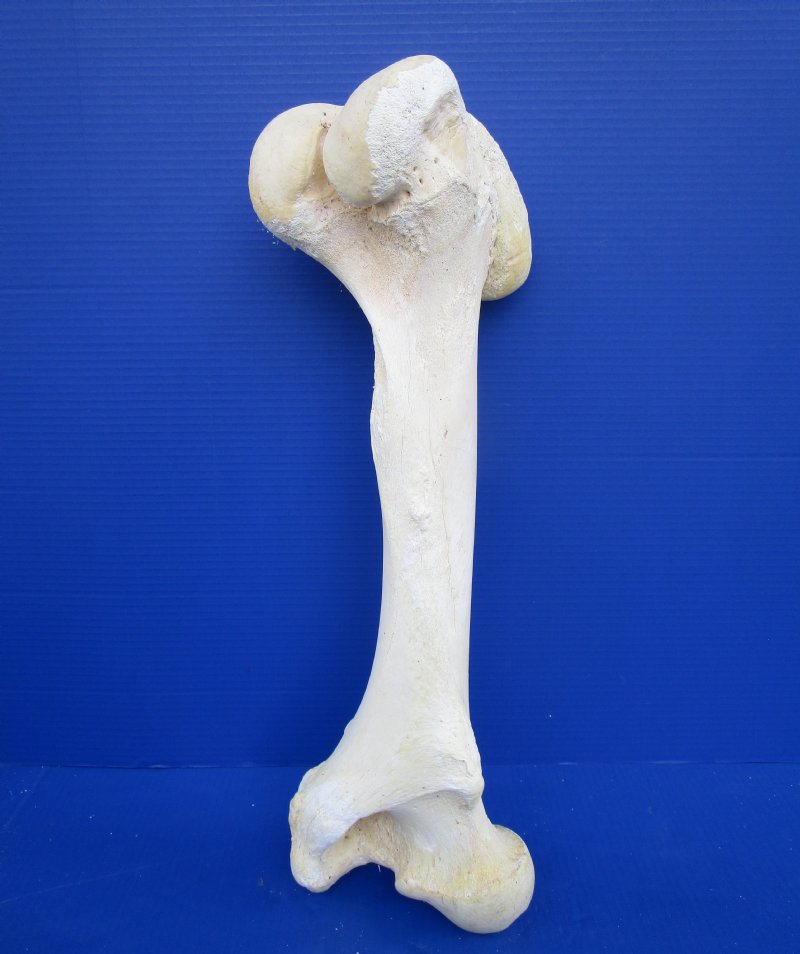 Cow Leg Bones
