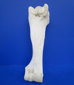 Real African Giraffe Humerus Leg Bone for Sale for $69.99