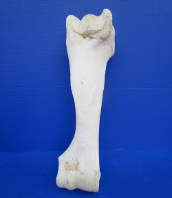 24 inches Real Giraffe Tibia Leg Bone for $99.99