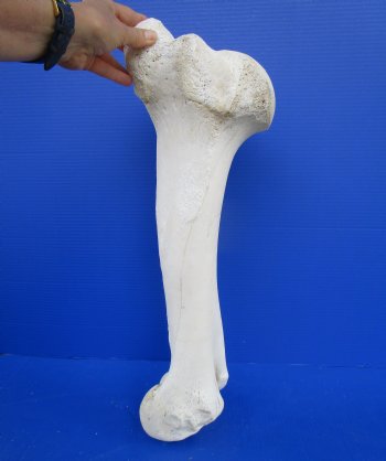 22 inches Real African Giraffe Humerus Leg Bone for Sale for $69.99