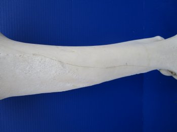 22 inches Real African Giraffe Humerus Leg Bone for Sale for $69.99