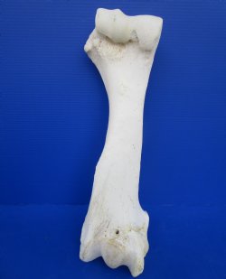 21-1/2 inches African Giraffe Humerus Leg Bone for $69.99