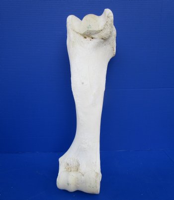 21-1/2 inches African Giraffe Humerus Leg Bone for $69.99