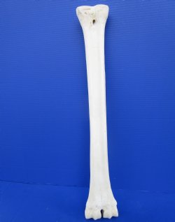 25 inches Authentic Giraffe Metatarsal Leg Bone for $94.99