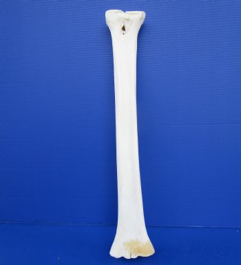 23-1/4 inches African Giraffe Metacarpal Leg Bone for $79.99