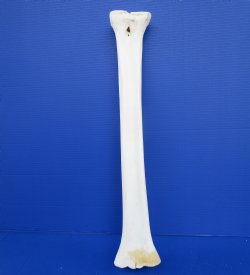23-1/4 inches African Giraffe Metacarpal Leg Bone for $79.99