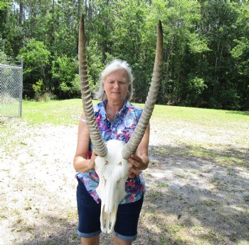 African Waterbuck Skull with 24-3/4 and 25 inches Horns for $199.99 (Requires Large Box)