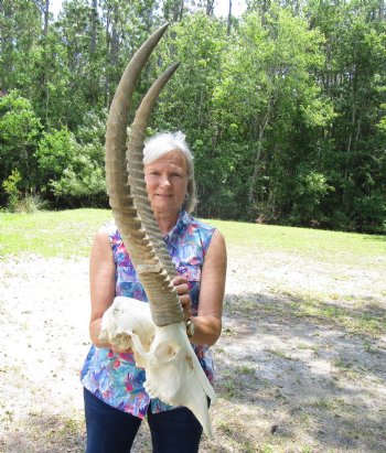 African Waterbuck Skull with 24-3/4 and 25 inches Horns for $199.99 (Requires Large Box)