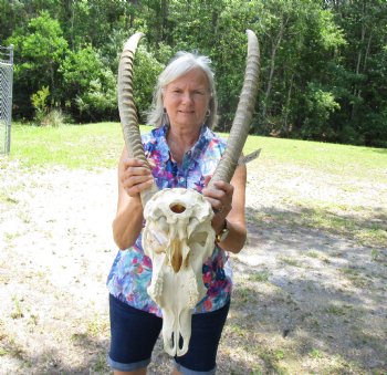 African Waterbuck Skull with 24-3/4 and 25 inches Horns for $199.99 (Requires Large Box)