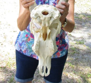 African Waterbuck Skull with 24-3/4 and 25 inches Horns for $199.99 (Requires Large Box)