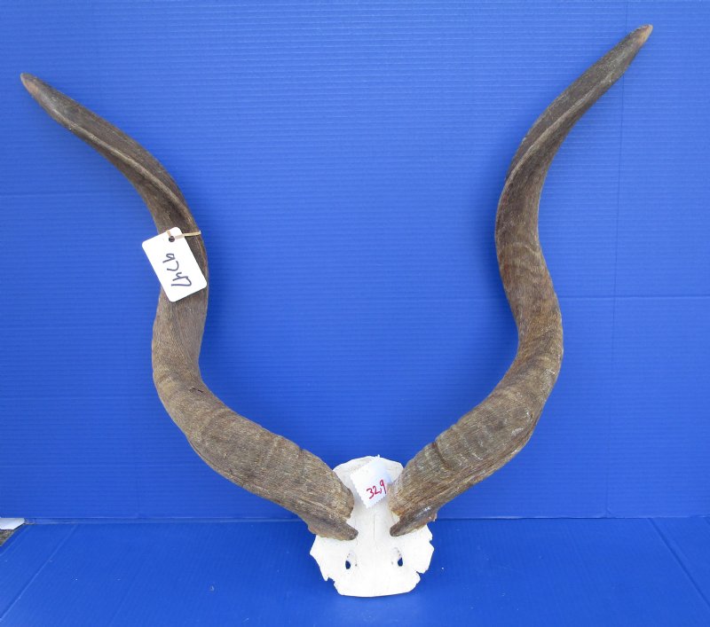 Authentic African Kudu Skull Plate with 323/8 inches Horns