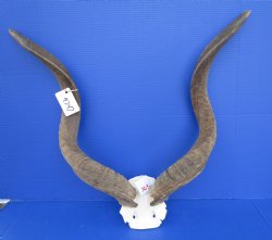 Authentic African Kudu Skull Plate with 32-3/8 and 32-7/8 inches Kudu Horns for $94.99