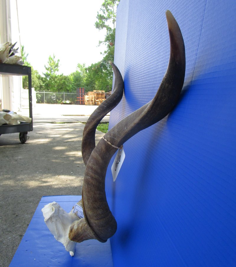 Authentic African Kudu Skull Plate with 323/8 inches Horns