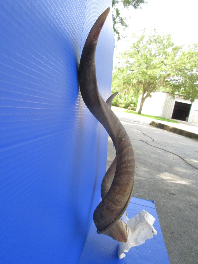Authentic African Kudu Skull Plate with 323/8 inches Horns