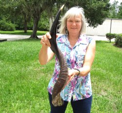 32-1/2 inches Half-Polished African Kudu Horn for $89.99
