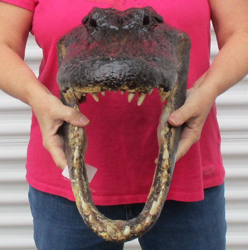 18 inches Large Louisiana Alligator Head for Sale from an 11 foot gator
