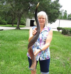 39 inches African Half-Polished Kudu Horn for Making a Shofar for $109.99