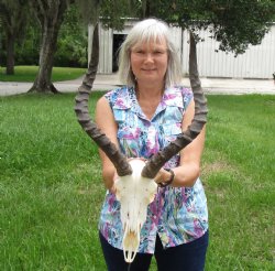 African Impala Skull with 19 inches horns <font color=red> Good Quality</font> for $104.99