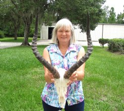 Large African Impala Skull with 21 and 20 inches Horns <font color=red> Good Quality</font> for $104.99