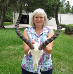 African Impala Skull with 19-1/2 and 20-3/4 inches Horns <font color=red> Good Quality</font> for $104.99