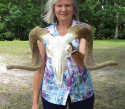 Authentic African Merino Ram, Sheep Skull with 26-1/2 and 27-1/4 inches Horns for $159.99