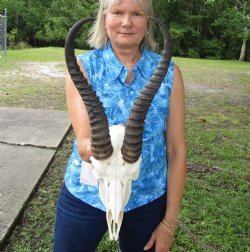 Male Springbok Skull with 11-1/2 and 11-3/4 inches Horns for $74.99