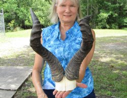 Male Red Hartebeest Skull Plate with 19-3/4 and 20 inches Horns for $69.99