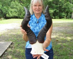 African Red Hartebeest Skull Plate with 20-3/4 and 21 inches Horns for $69.99