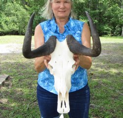 14 inches wide Authentic Female Black Wildebeest Skull <font color-red> Good Quality</font> for $99.99