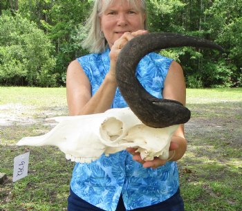 14 inches wide Authentic Female Black Wildebeest Skull <font color-red> Good Quality</font> for $99.99