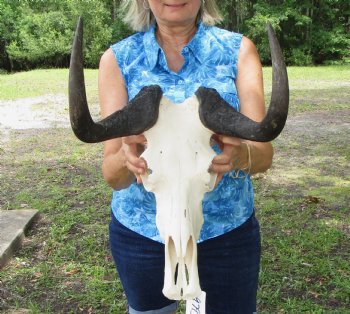 13-3/4 inches wide Authentic Female Black Wildebeest Skull  <font color=red> Good Quality</font> for $99.99