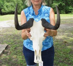 13-3/4 inches wide Authentic Female Black Wildebeest Skull  <font color=red> Good Quality</font> for $99.99