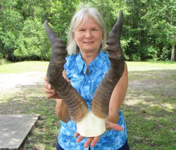 Male Red Hartebeest Skull Plate with 20 and 20-1/4 inches Horns for $69.99