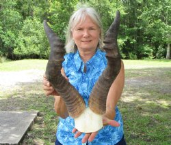 Male Red Hartebeest Skull Plate with 20 and 20-1/4 inches Horns for $69.99