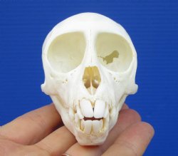 3-1/2 inches Authentic Juvenile Vervet Monkey Skull for $84.99 (CITES 302309)