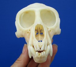 4-1/4 inches Real African Male Vervet Monkey Skull <font color=red> Good Quality</font> for $129.99 (CITES 302309)