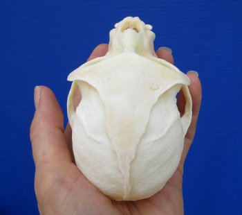 4-1/4 inches Real African Male Vervet Monkey Skull <font color=red> Good Quality</font> for $129.99 (CITES 302309)