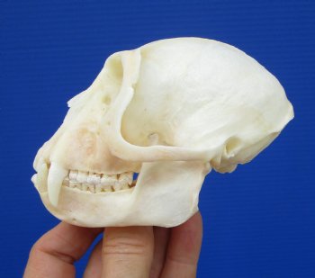 4-1/4 inches Real African Male Vervet Monkey Skull <font color=red> Good Quality</font> for $129.99 (CITES 302309)